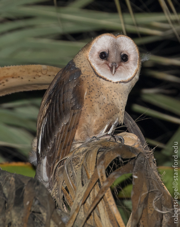 barn owls